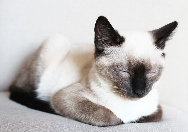 chat siamois faisant la sieste dans une position de pain