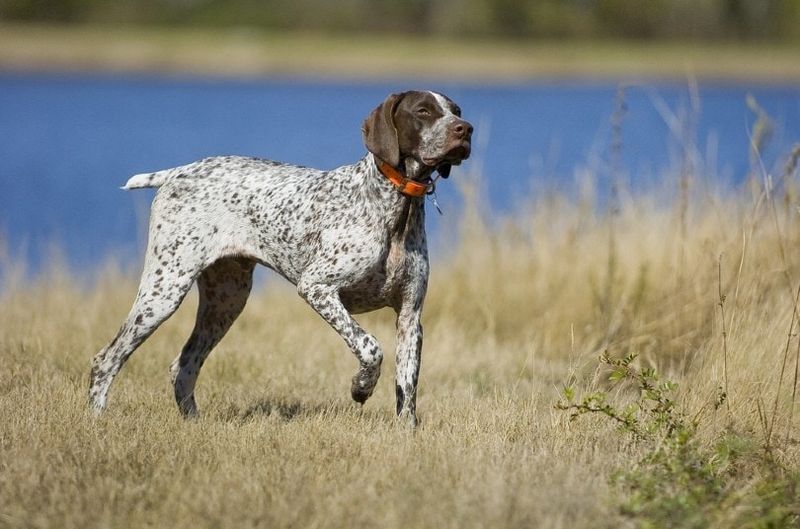 Duitse korthaar wijzer wandelen langs het water