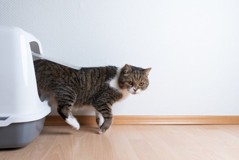 2022. aasta 7 parimat mittejälgivat kassiliiva – ekspertide ülevaated ja nõuannete pisipilt