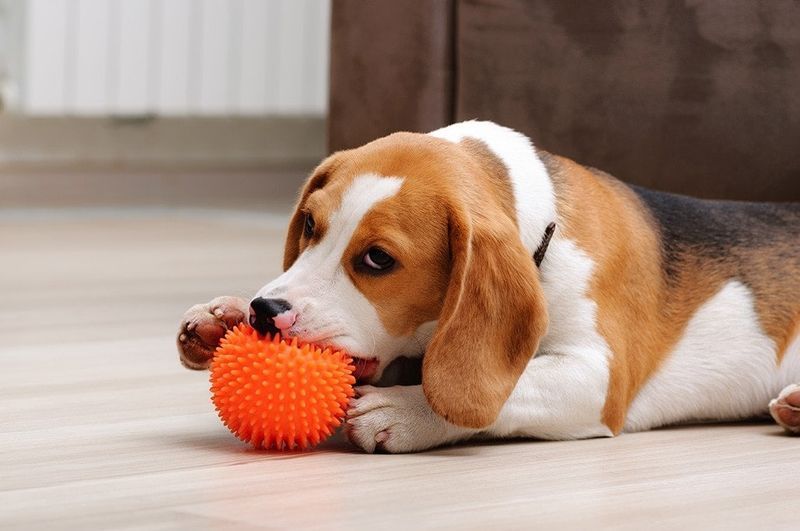 štene beagle grize lopticu za žvakanje