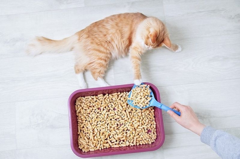 gemberkat met kattenbakvulling