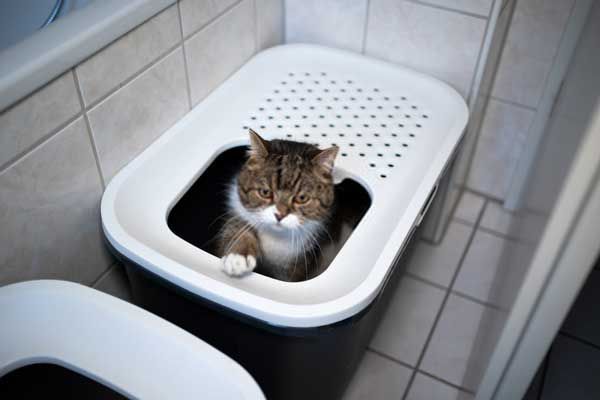 kattenbak met boveninstap grijze kat