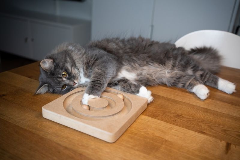 tabby maine coon mängib