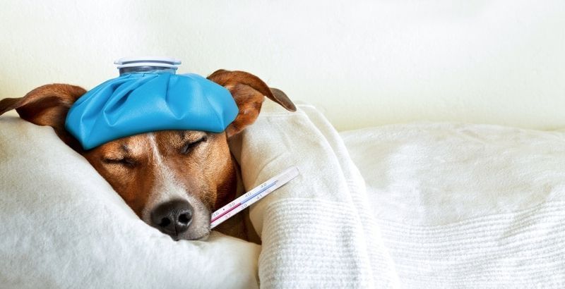 chien malade