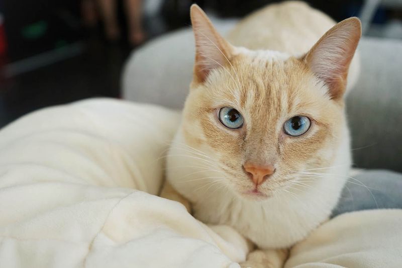 Close-up Flammpunkt siamesische Katze