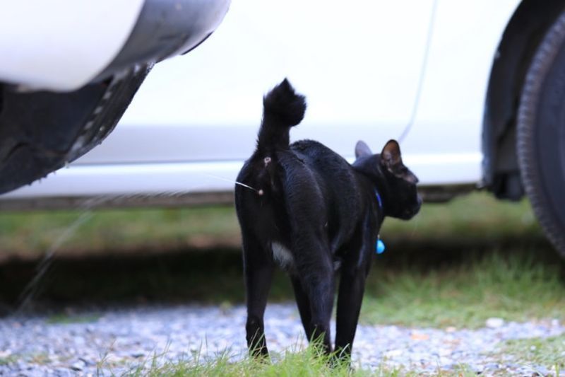 Svart katt som sprutar nära en vit bil