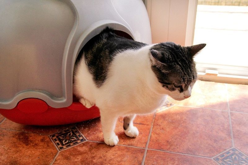katt i en kattlåda med huva