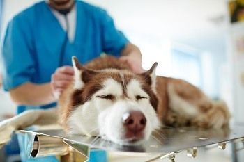 Husky malato