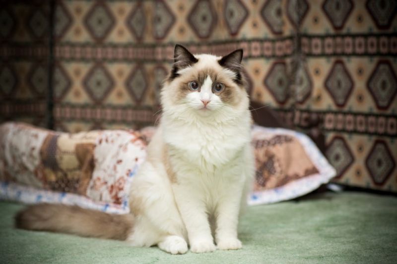 Ragdoll așezat pe podea de covor