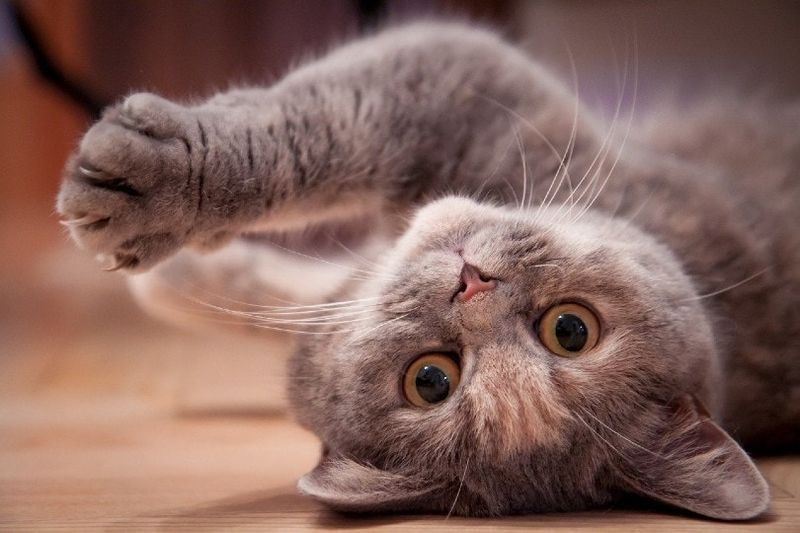 pisică british shorthair jucăușă