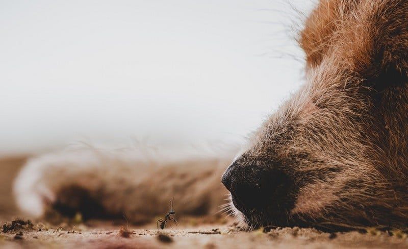 Dog Ant, een oude hond liggend op de sand_andar_shutterstock