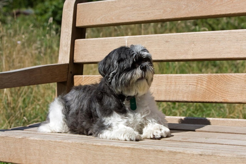 shih tzu na dřevěné lavici