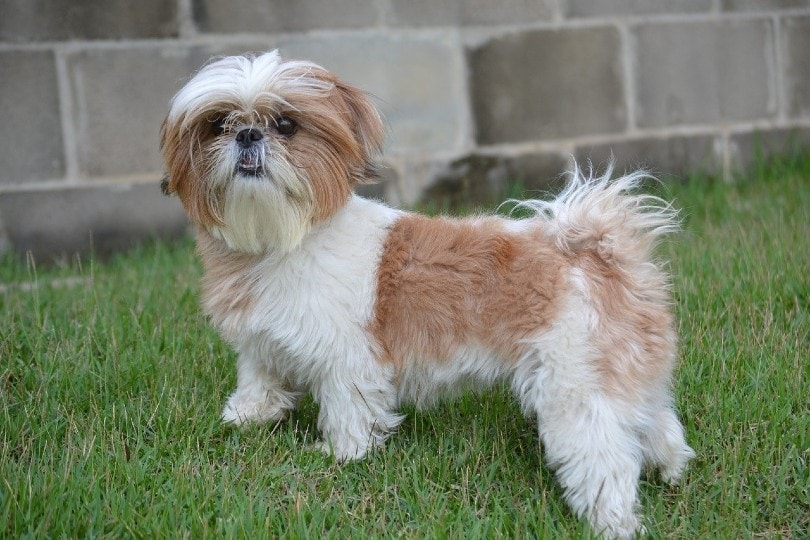 17 základních potřeb a produktů Shih Tzu pro vaše nové štěně