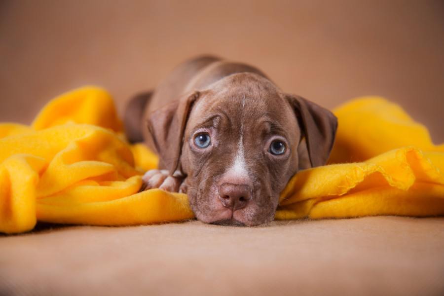 štěně amerického pitbull teriéra