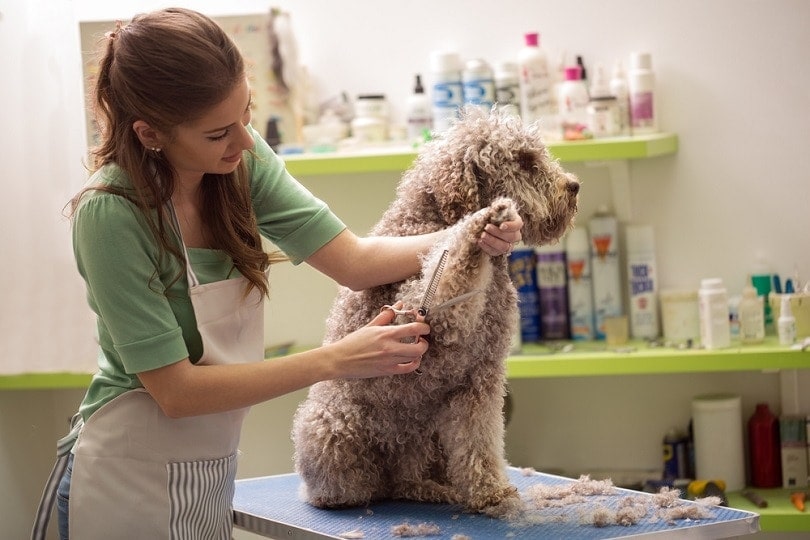 Groomer stříhá psí srst v kadeřnictví