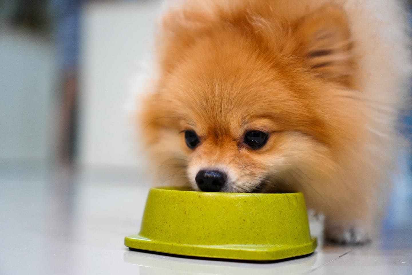 pomeranian štěně jíst