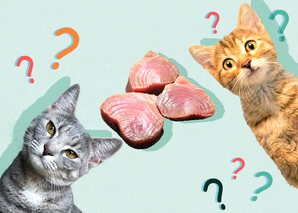 Mohou kočky jíst tuňáka? Příručka pro zdraví a bezpečnost zkontrolovaná veterinárním lékařem