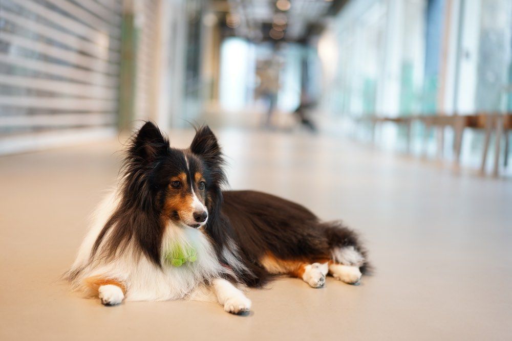 Collie in de gang van het winkelcentrum