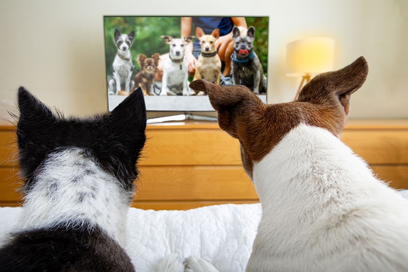 dva psi sledují psí program v televizi