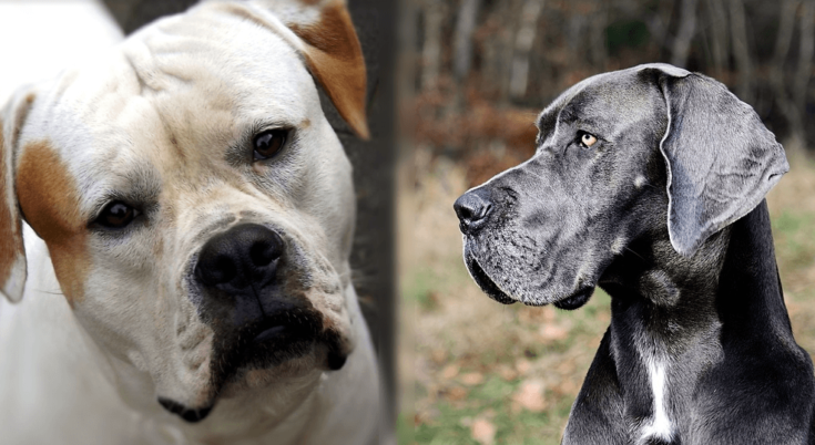 Foreldre til en amerikansk Bull Dane