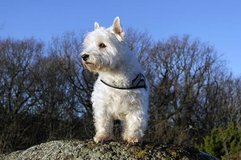 west highland white teriér stojící na skalním útvaru