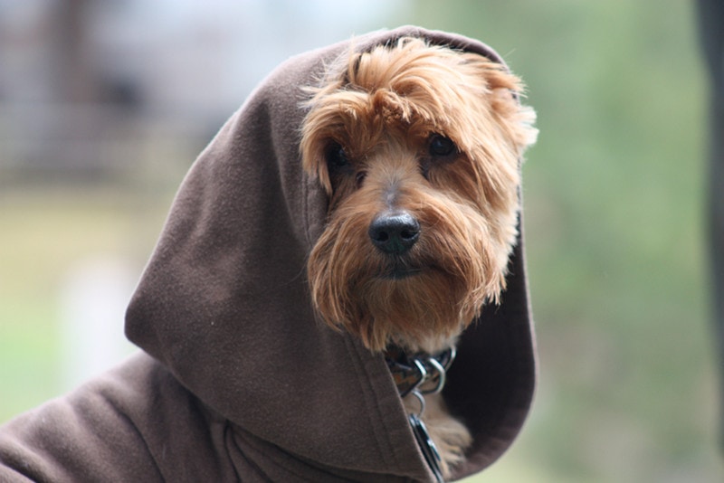 Yorkie kempování vypadá jako yoda ze starwars