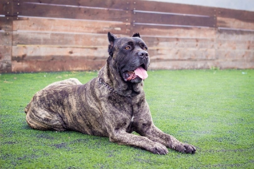 Cane Corso, kterým se v parku
