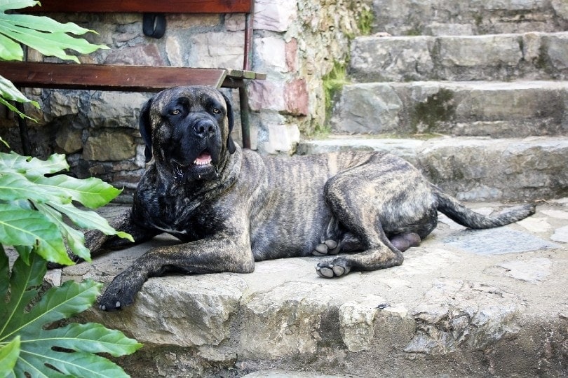 cane corso ležící na schodech
