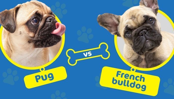 mops vs prantsuse buldog