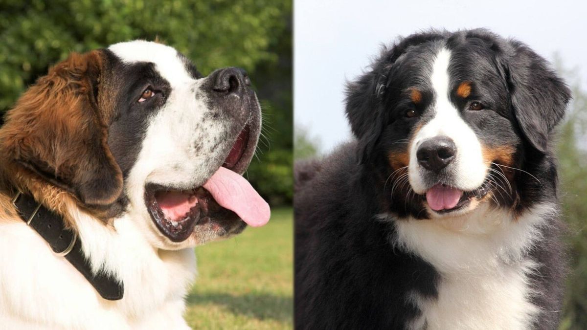 Saint Bernese - Saint Bernard og Berner Sennen hund blanding
