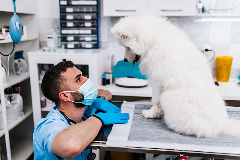 Samojed pes a veterinář
