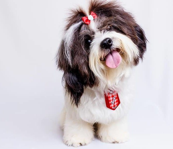štěně shi-tzu