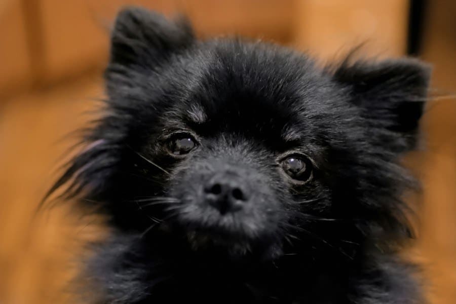 štěně černého pomeraniana