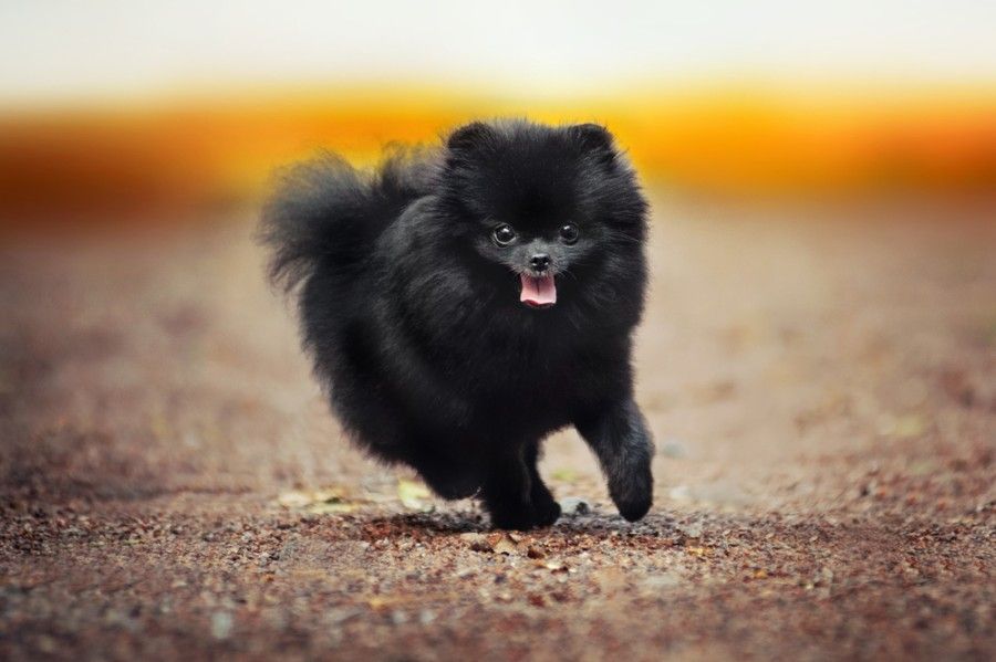 černý pomeranian