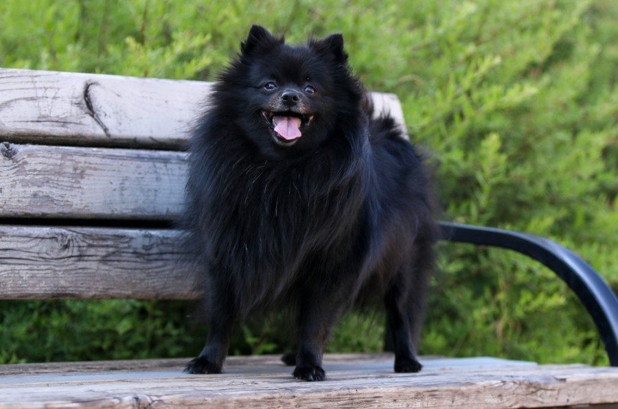 Black Pomeranian: Informace, obrázky, vlastnosti a fakta