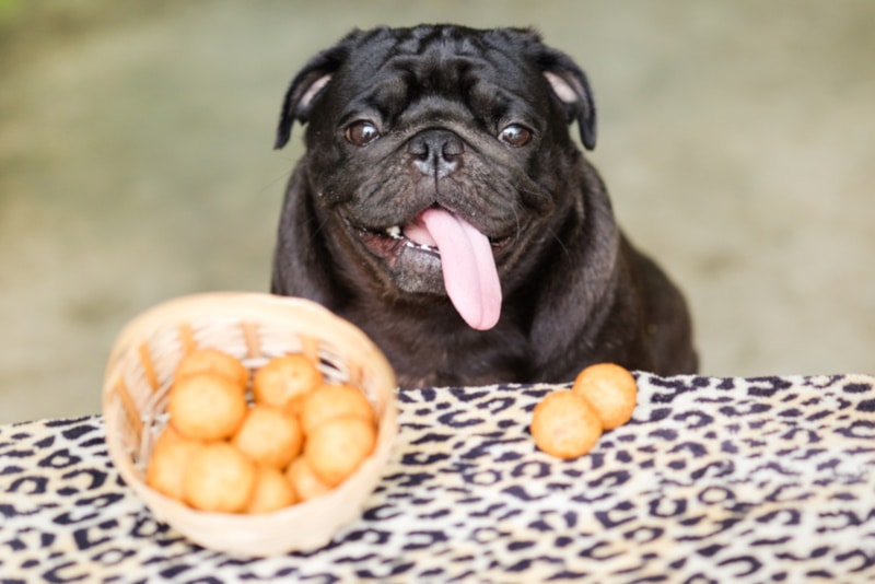 Černý mops jíst sladké bramborové koule