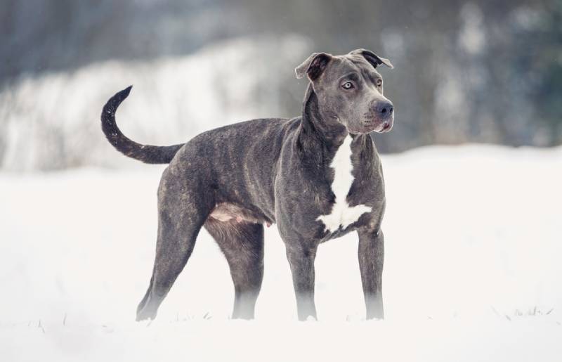 Šedá pitbull stojící na sněhu