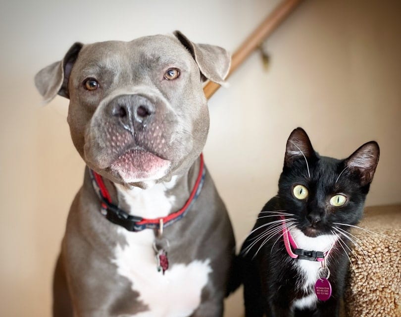 Vycházejí pitbullové s kočkami? Vet-Reviewed Introduction Tips