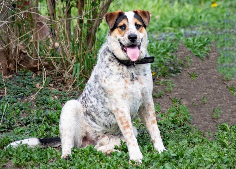 Modrý heeler dalmatin