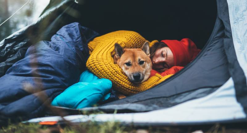 dívka objetí odpočívá psa společně v kempu