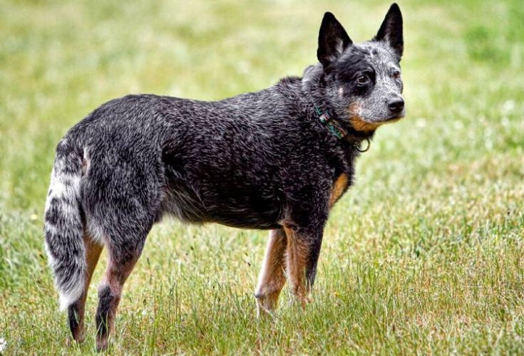 Bovaro australiano