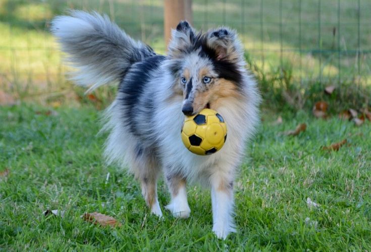 Cane da pastore delle Shetland