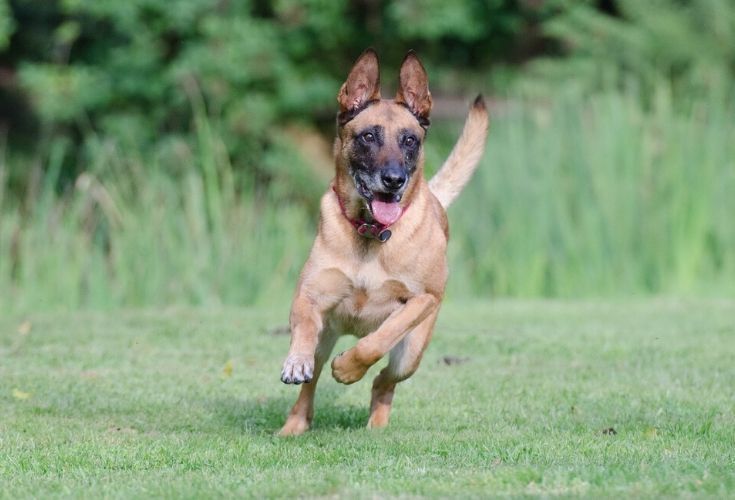 Malinois belga