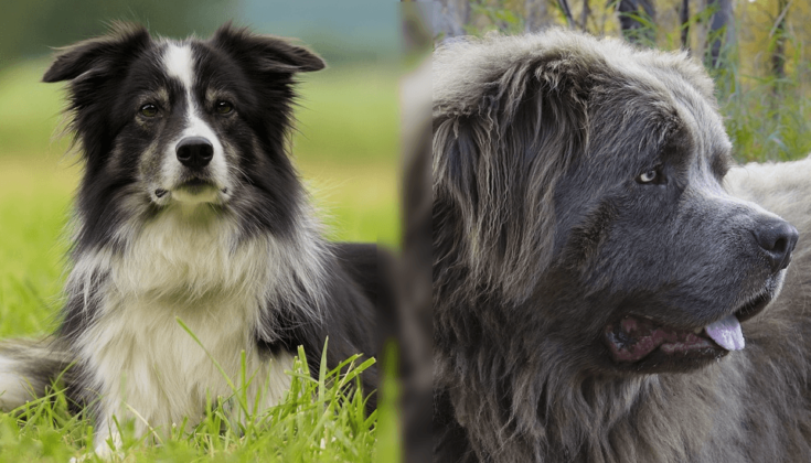 Piiri Newfie