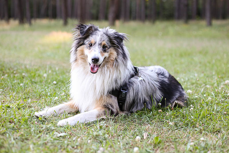 blue merle šeltie v parku