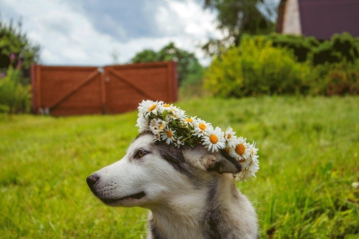 Květinová koruna sibiřského huskyho