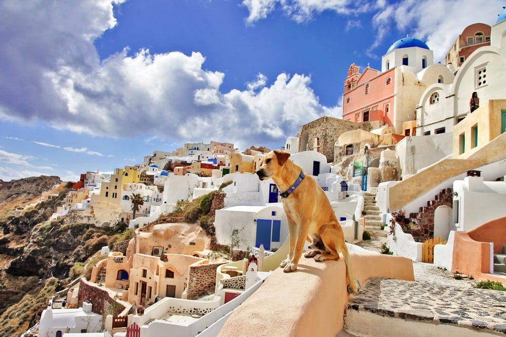 Řecký pes na Santorini
