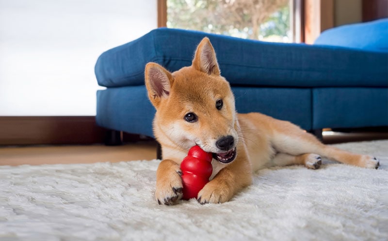 štěně shiba inu hraje s kong hračkou