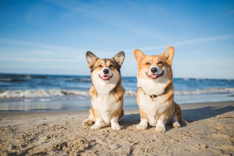 dva šťastní psi welsh corgi pembroke na pláži