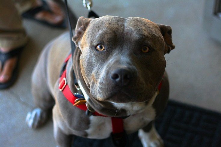 pitbull